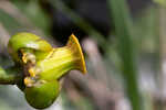 Yellow pond-lily